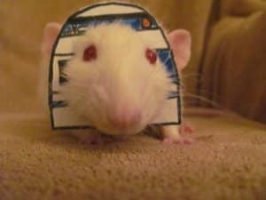 R2D2 Mouse costume Dress your rat up as R2D2